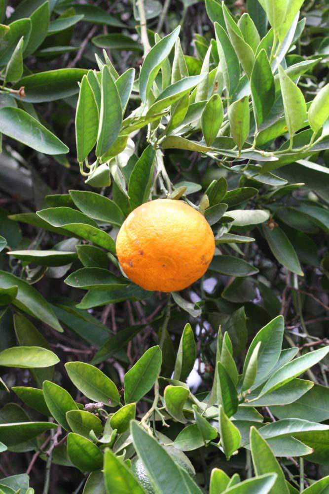            Fruit (Riverside, CA)   